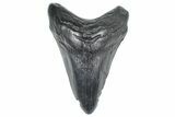 Fossil Megalodon Tooth - South Carolina #362244-1